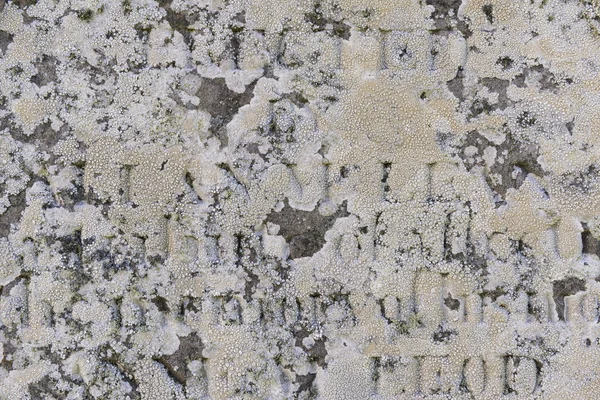 Lichen on Gravestone — Stock Photo, Image
