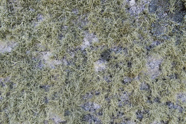 Lichen sobre piedra — Foto de Stock