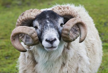 Koyun boynuzu Ram
