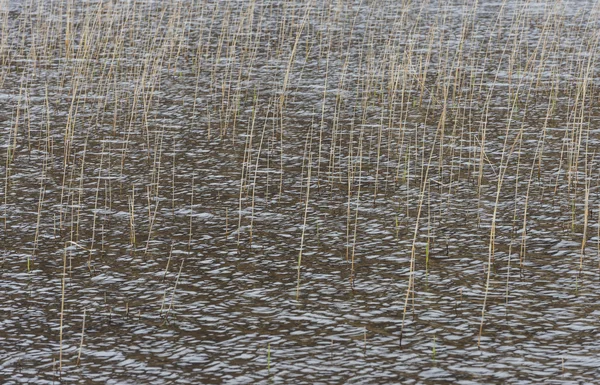 Reed em água - Estrutura — Fotografia de Stock