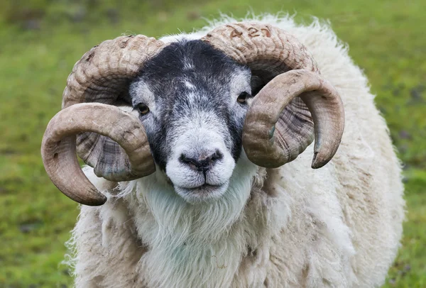Πρόβατα Ram κέρατο Εικόνα Αρχείου