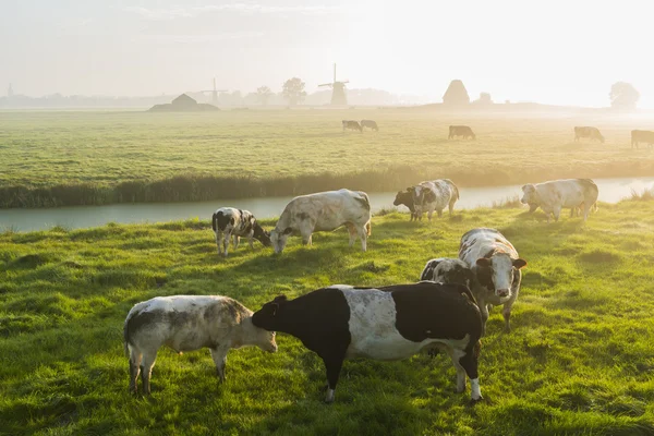 Cows at dawn — Stock Photo, Image