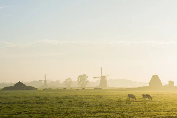 Zwei Windmilla und zwei Kühe streefkerk — Stockfoto