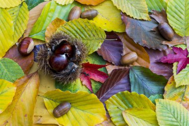 Farklı sonbahar yaprakları ve kestane