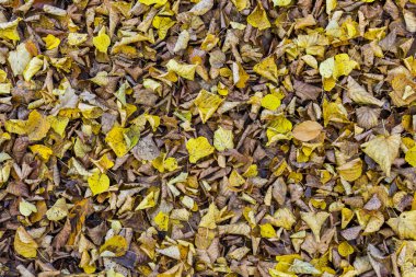 ıhlamur yaprağı düşmüş