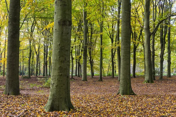 Beech Forest Autum Kaapse Bossen