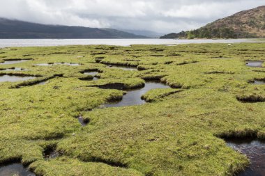 İskoçya'da Saltmarsh