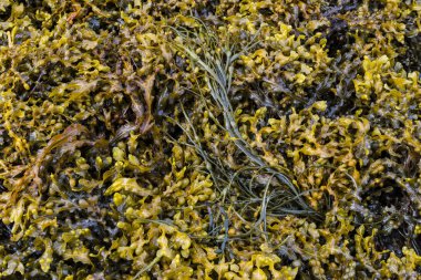 Deniz yosunu iki yapıları