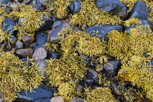 Algen am Meeresufer — Stockfoto