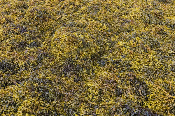 Algenstruktur auf Felsen — Stockfoto