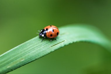 uğur böceği çimenlerin üzerinde 