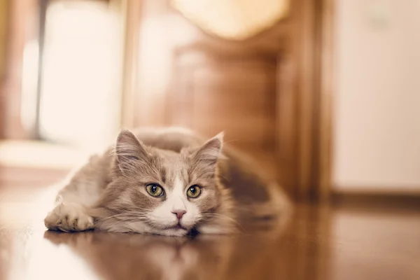 Кот лежит на полу — стоковое фото