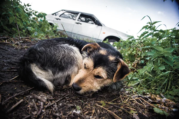 Cão sentado na grama — Fotografia de Stock