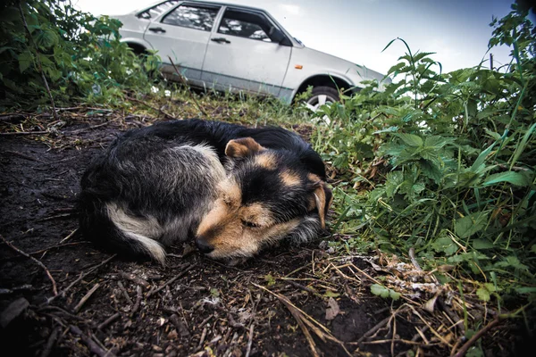 Cane seduto sull'erba — Foto Stock