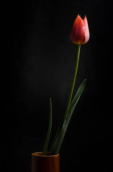 Tulipa no fundo preto — Fotografia de Stock