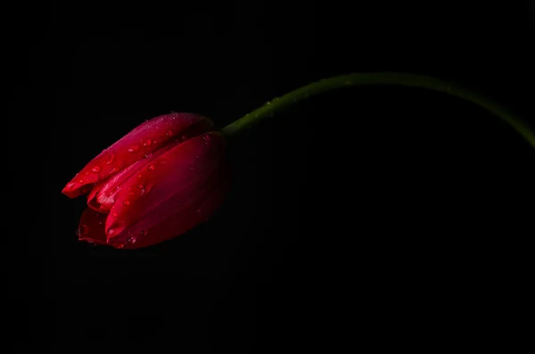 Tulip on black background — Stock Photo, Image