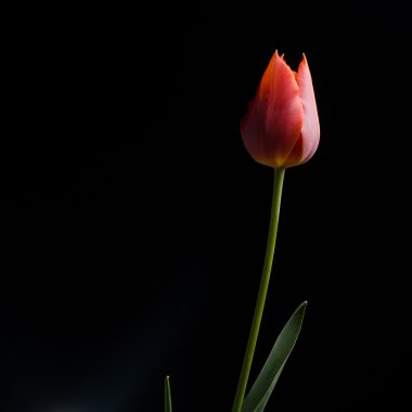 Siyah arkaplanda lale