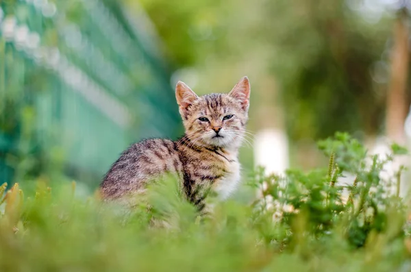 Kedi çimenlerin üzerinde — Stok fotoğraf