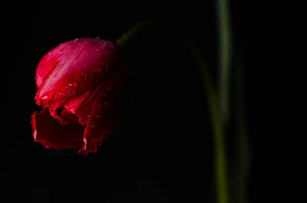 Tulipa no fundo preto — Fotografia de Stock