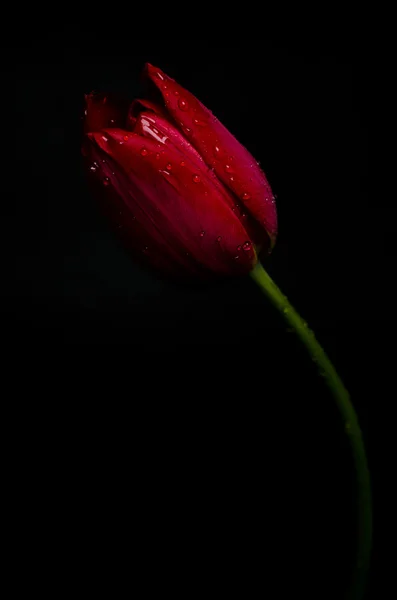 Tulipán sobre fondo negro — Foto de Stock