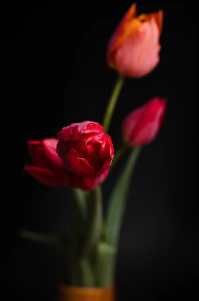 Tulipán sobre fondo negro — Foto de Stock