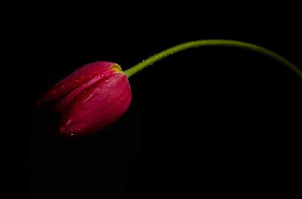 Tulipán sobre fondo negro — Foto de Stock