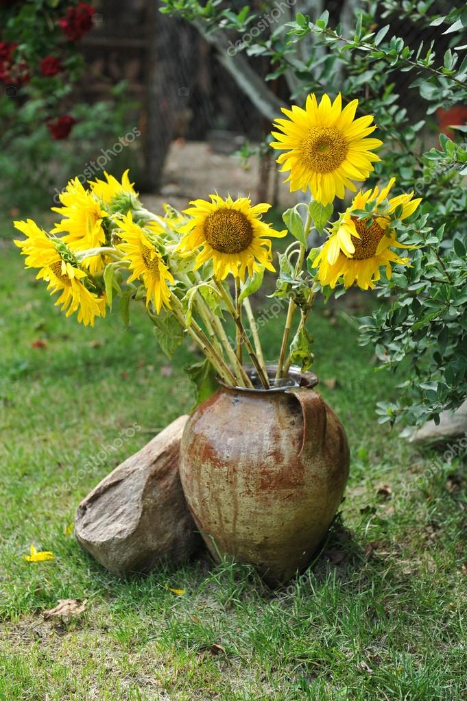 Bunga matahari dalam pot Stok Foto Bunga matahari dalam pot