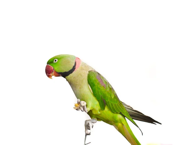 Close-up zelený papoušek na bílém pozadí — Stock fotografie