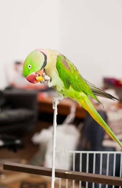 Pappagallo verde da vicino seduto fuori dalla sua gabbia — Foto Stock