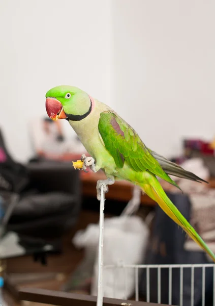 Pappagallo verde da vicino seduto fuori dalla sua gabbia — Foto Stock