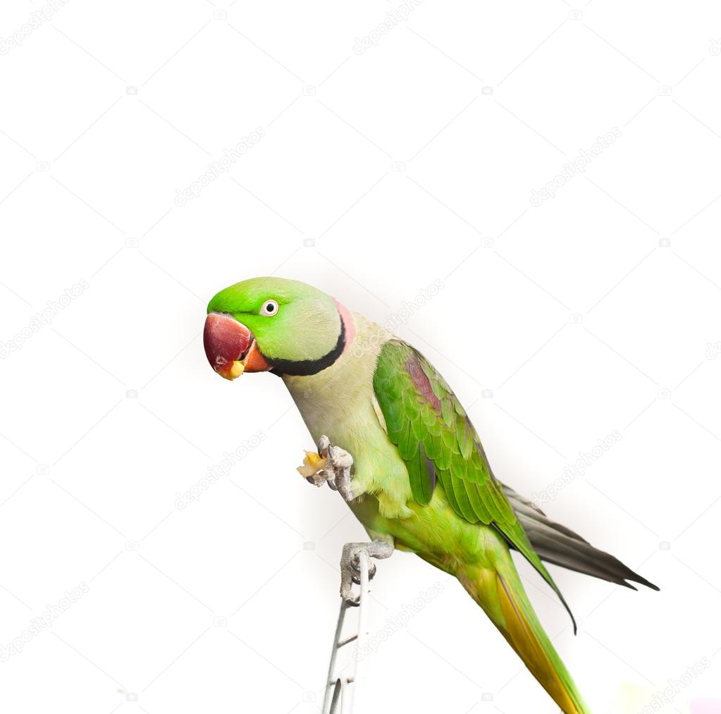 Close-up green parrot over white background