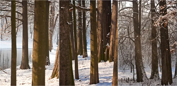 Snow-covered tree trunks and branches. Beautiful winter landscape with snow and lake. Winter in forest, sun shining through branches. Bright snow blanket in woods, sunny cold winter day