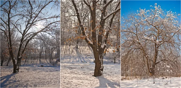 Snow-covered tree branches. Beautiful winter landscape with snow covered trees. Winter in forest, sun shining through branches. Bright snow blanket in woods, sunny day with cloudless sky