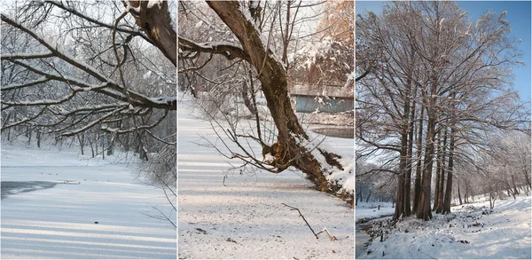 被白雪覆盖的树枝。美丽的冬季景观与雪覆盖的树木。冬天在森林里, 阳光透过树枝闪耀。明亮的雪毯在树林里, 阳光明媚的一天与万里无云的天空 — 图库照片