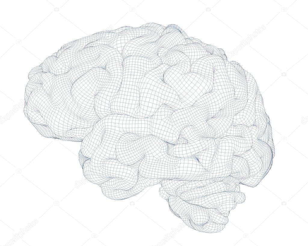 brain isolated wireframe