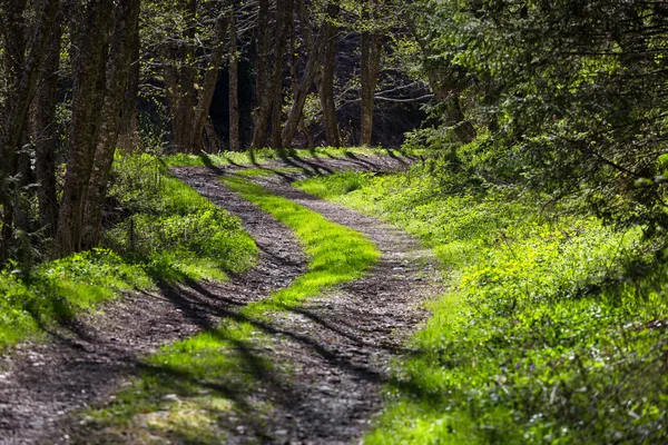 Camino forestal en primavera — Foto de Stock