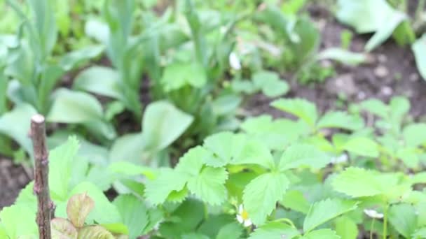 Blumengarten und Bienenstöcke — Stockvideo