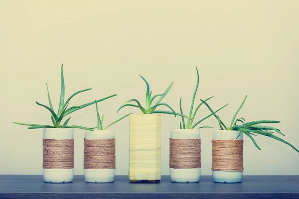 Aloe Vera in vaso riciclato — Foto Stock