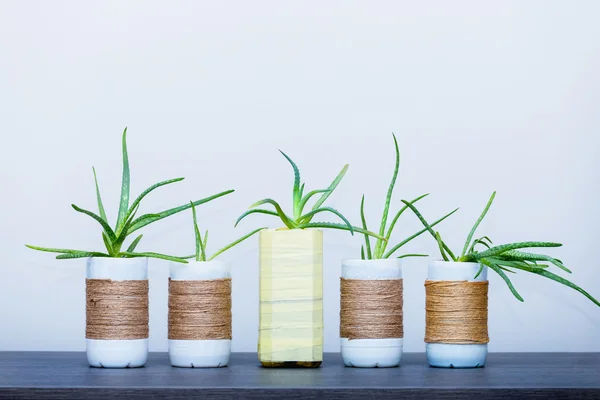 Aloe Vera in upcycled pot Stock Picture