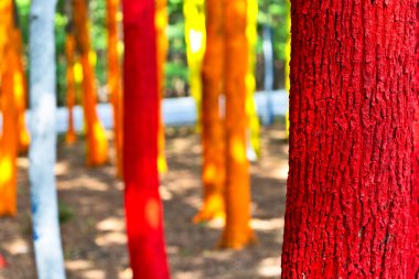 Çevre manifestosu Romanya 'nın Gorj kentinde bir ormana ağaç gövdeleri çizerek ormanların tahrip edilmesine karşı çıkıyor