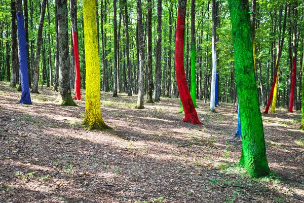 Manifeste Environnemental Contre Déforestation Peignant Les Troncs Arbres Dans Une — Photo