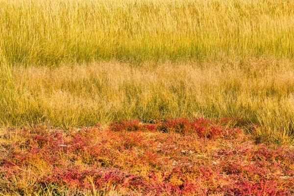 黄色と赤の草 — ストック写真