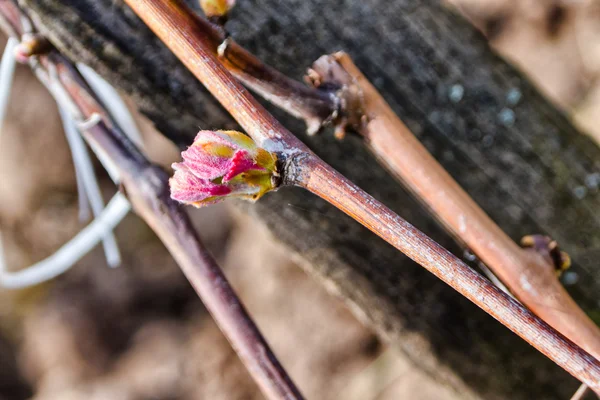 Vigne bourgeon au printemps — Photo