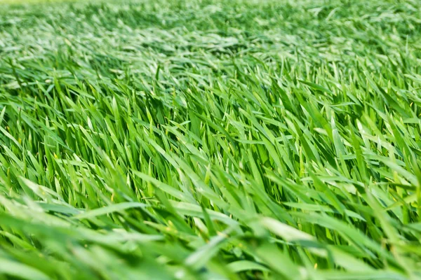 Green wheat in the wind Stock Image