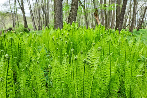 Ferns Royalty Free Stock Photos