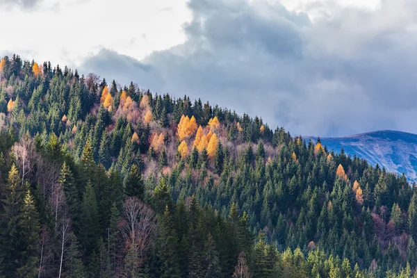Горный лес осенью — стоковое фото