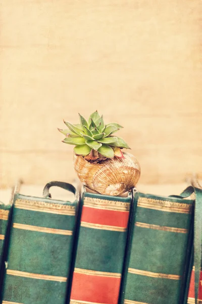 Sempervivum auf einem Schneckenhaus — Stockfoto