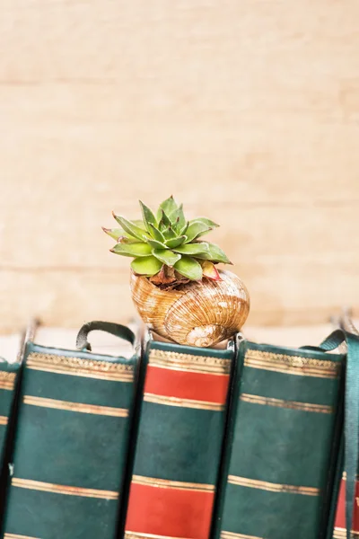 Sempervivum auf einem Schneckenhaus — Stockfoto