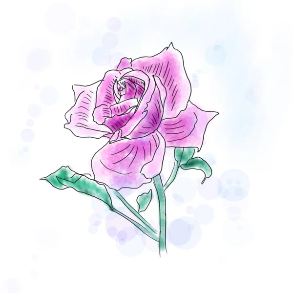 Watercolor pink rose with black outlines. For greeting cards and invitations for wedding, birthday, Valentine\'s Day, Mother\'s Day and other seasonal holidays. Sketch