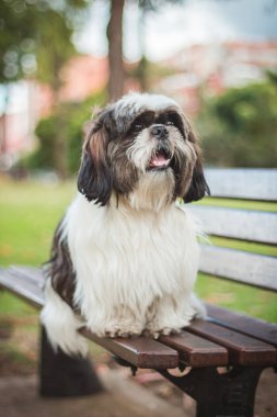 Yedek kulübesinde oturuyordu.